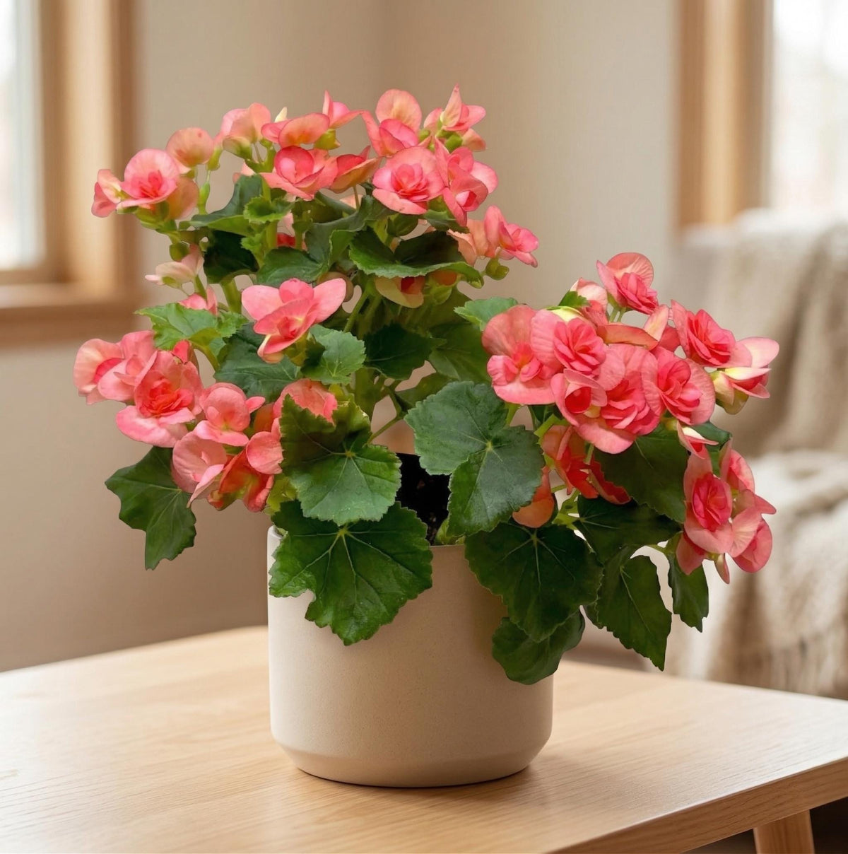 Begonia 'Reiger'