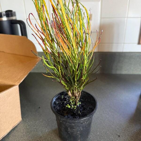 Croton 'Picasso'