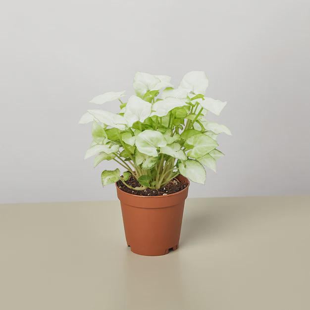 Syngonium 'Moonshine' 4" Plant 3" Pot Austin Jungle Co.