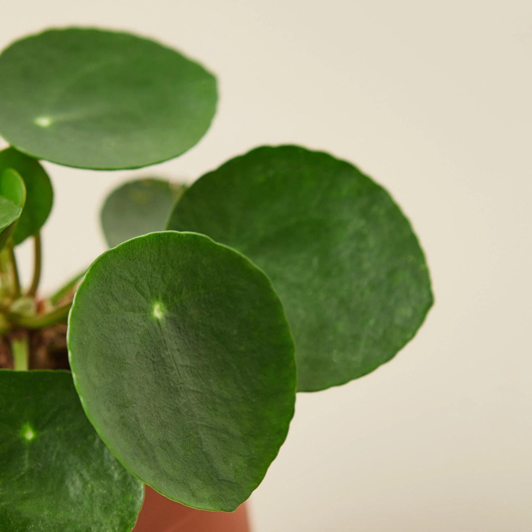 Pilea Peperomioides 'Chinese Money' Indoor Plants 3" Pot / Nursery Pot Austin Jungle Co.