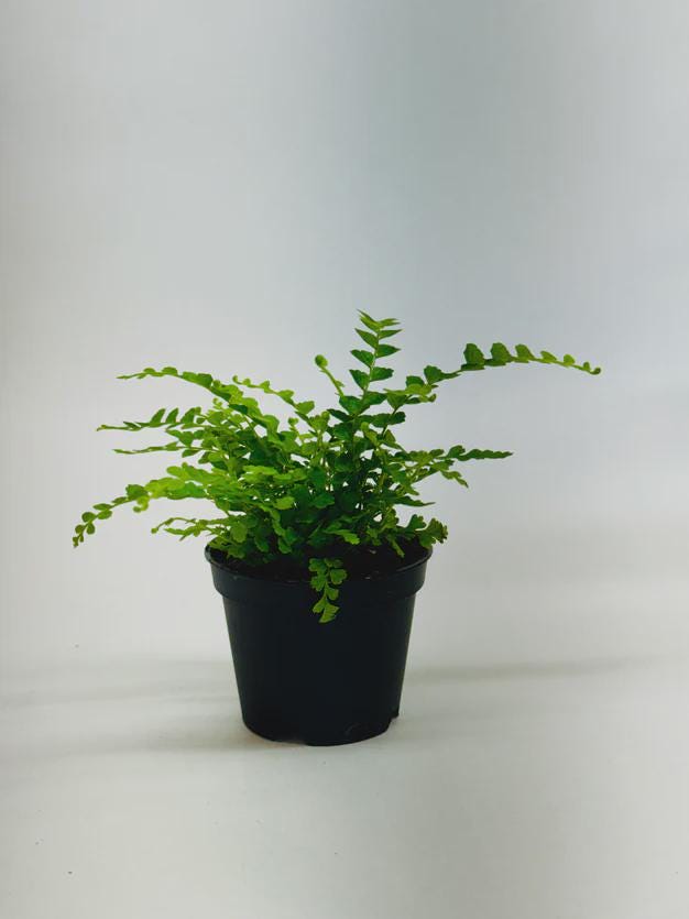 Fern 'Lemon Button' Indoor Plants 3" Pot / Nursery Pot Austin Jungle Co.