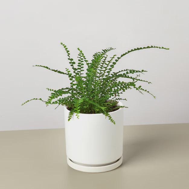 Fern 'Lemon Button' Indoor Plants 3" Pot / Nursery Pot Austin Jungle Co.