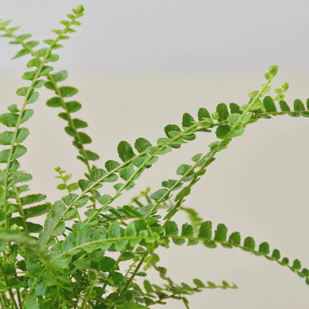 Fern 'Lemon Button' Indoor Plants 3" Pot / Nursery Pot Austin Jungle Co.