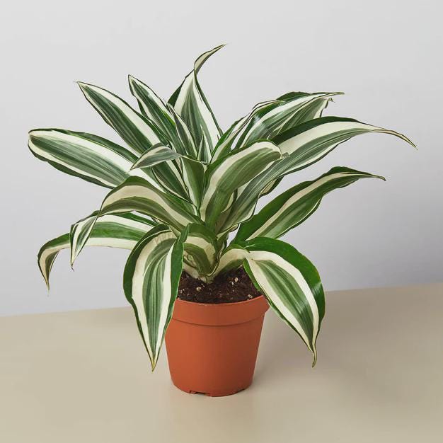 Dracaena 'Warneckii White Jewel' Default 4" Pot Austin Jungle Co.