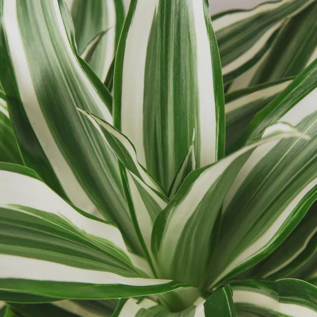 Dracaena 'Warneckii White Jewel' Default 4" Pot Austin Jungle Co.
