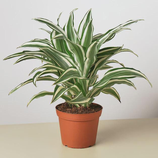 Dracaena 'Warneckii White Jewel' Default 4" Pot Austin Jungle Co.
