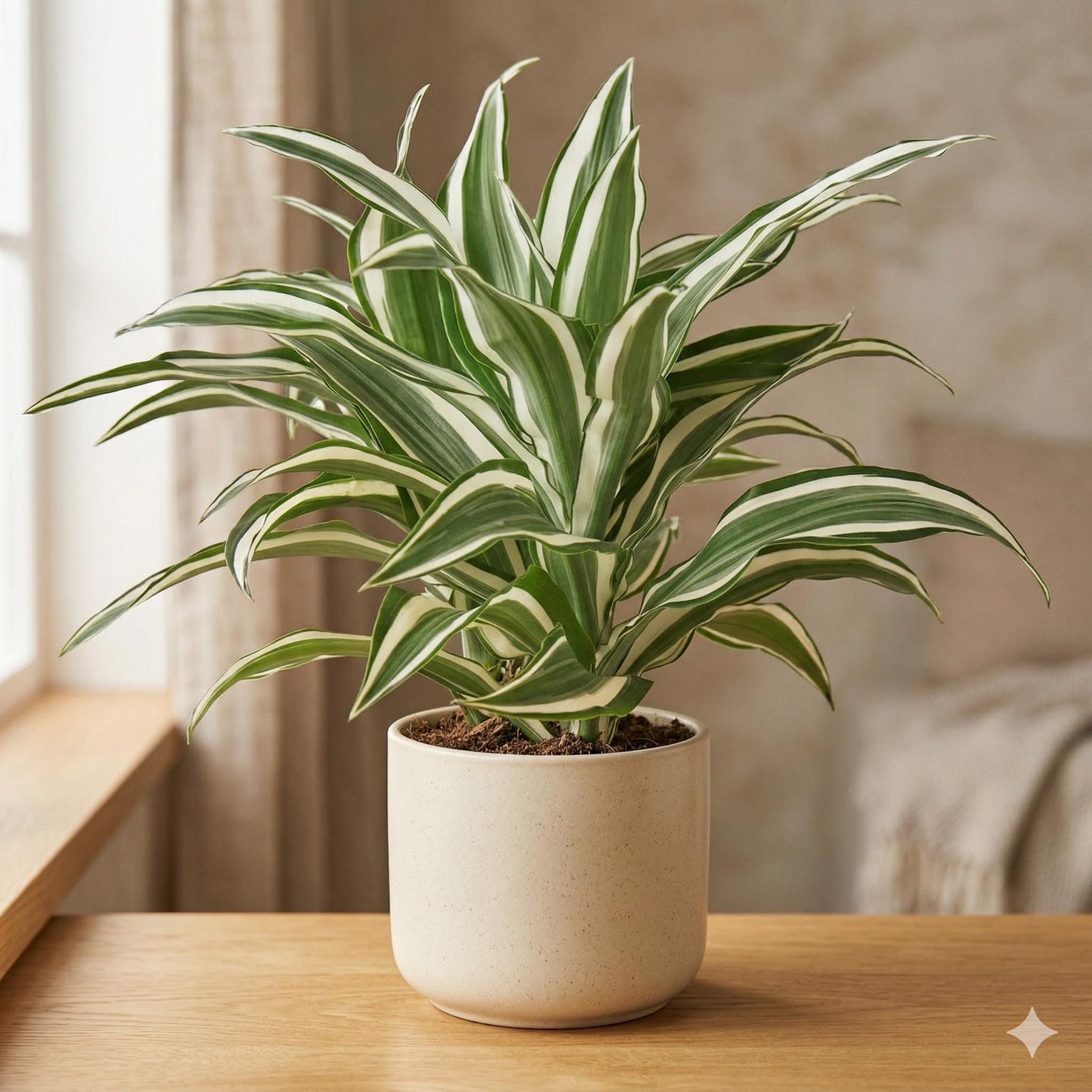 Dracaena 'Warneckii White Jewel'