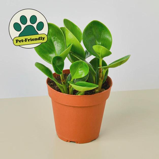 Peperomia Thailand Indoor Plants 4" Pot Austin Jungle Co.