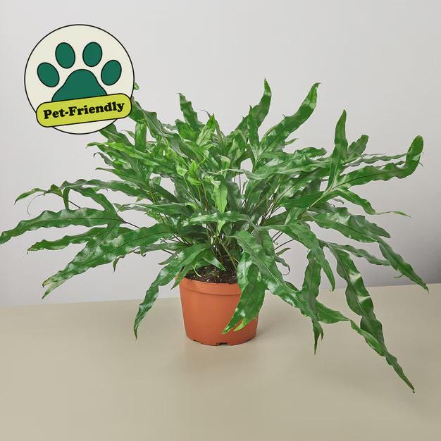 Fern 'Kangaroo Paw' 6" Plant 4" Pot Austin Jungle Co.
