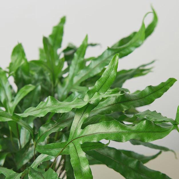 Fern 'Kangaroo Paw' 6" Plant 4" Pot Austin Jungle Co.