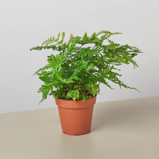 Austral Gem Fern Indoor Plants 4" Pot Austin Jungle Co.