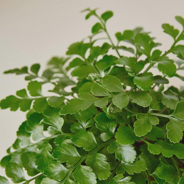 Austral Gem Fern Indoor Plants 4" Pot Austin Jungle Co.