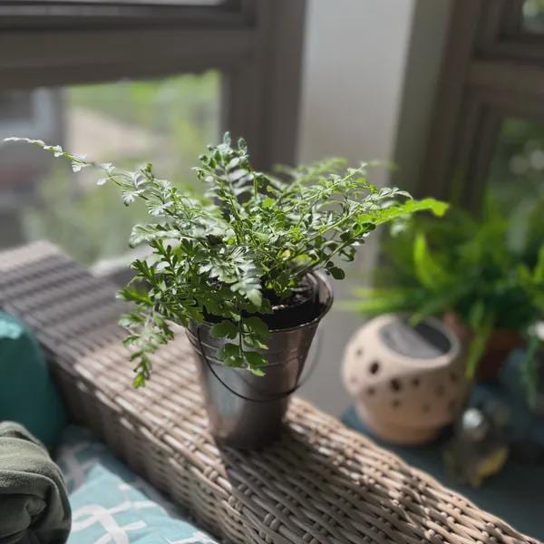 Austral Gem Fern Indoor Plants 4" Pot Austin Jungle Co.