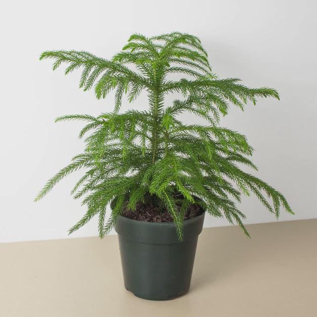 Norfolk 'Island Pine' 4" Pot Austin Jungle Co.
