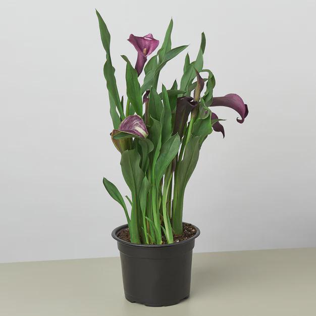 Calla Lily 6" Plant (2pk/$4.5) ($15 Ship/63oz) 4" Pot / Pink Austin Jungle Co.