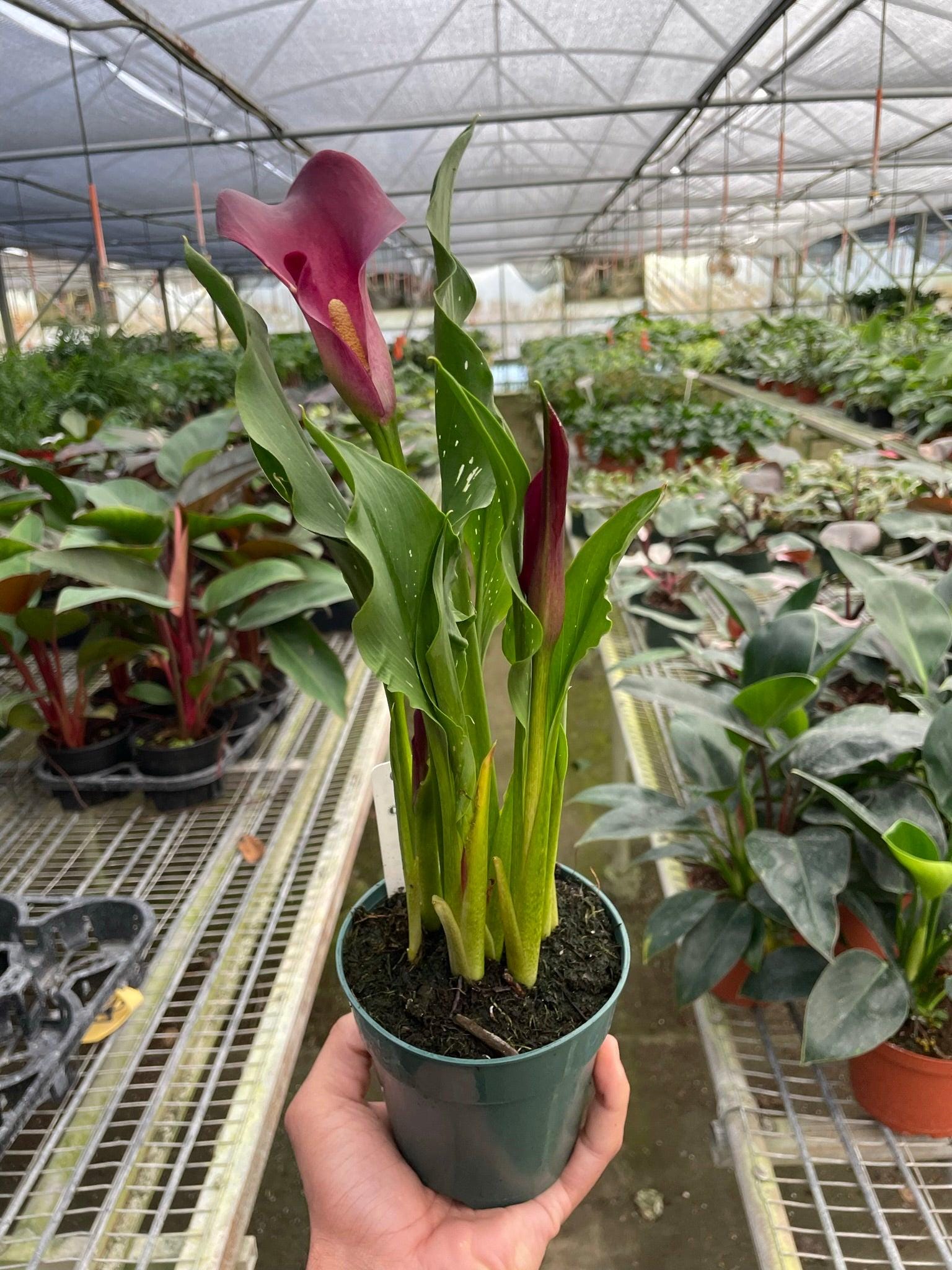 Calla Lily 6" Plant (2pk/$4.5) ($15 Ship/63oz) 4" Pot / Pink Austin Jungle Co.