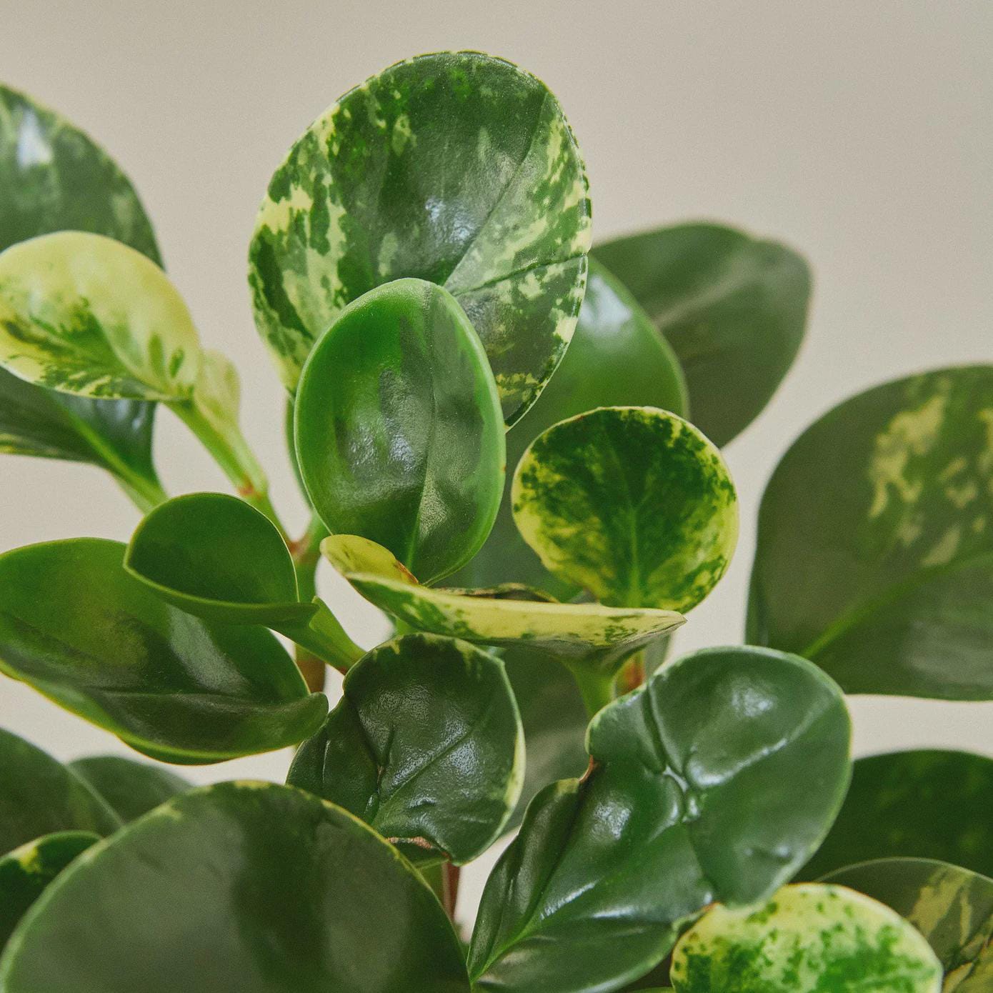 Peperomia 'Marble' Indoor Plants 3" Pot Austin Jungle Co.