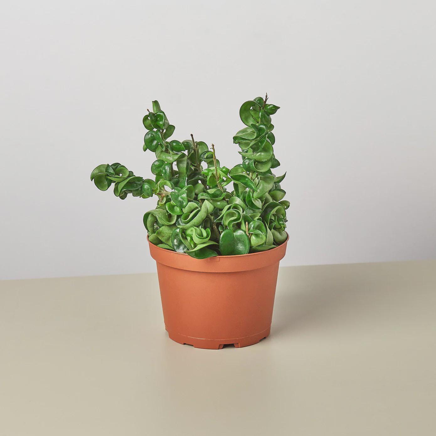 Hoya Rope Plant 4" Plant 3" Pot / Nursery Pot Austin Jungle Co.