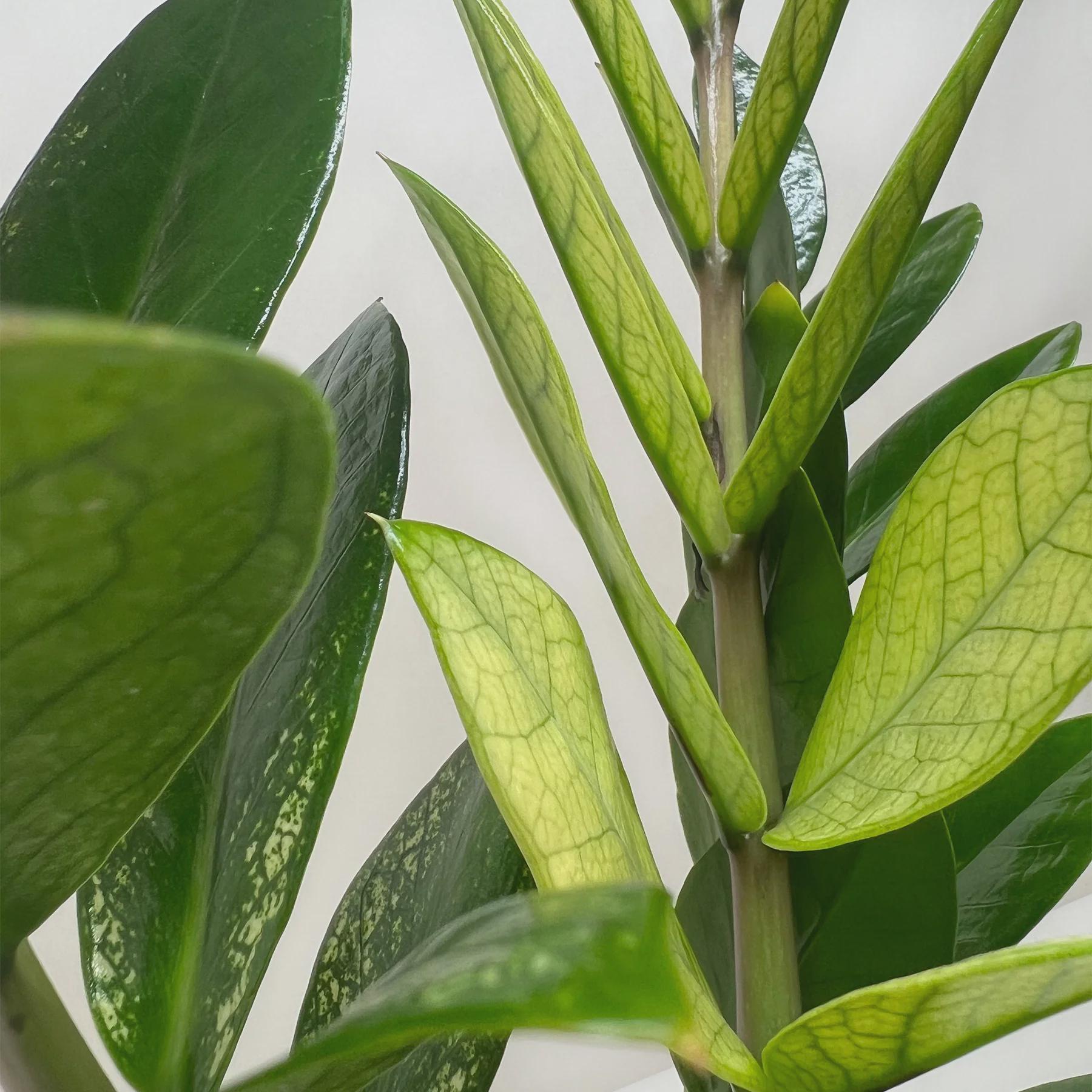 Zamioculcas 'Chameleon' 4" Pot Austin Jungle Co.