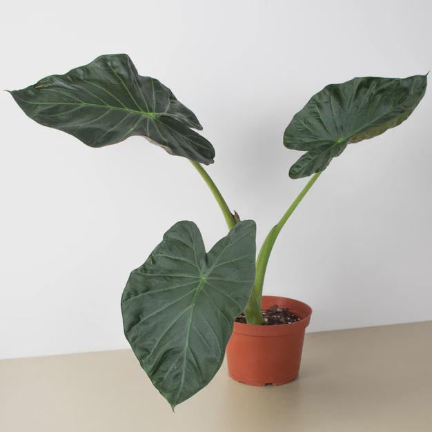 Alocasia 'Regal Shields' 4" Pot Austin Jungle Co.