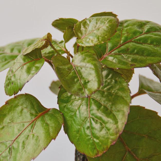 Aralia Fabian Stump 'Polyscias Scutellaria' Indoor Plants 4" Pot Austin Jungle Co.