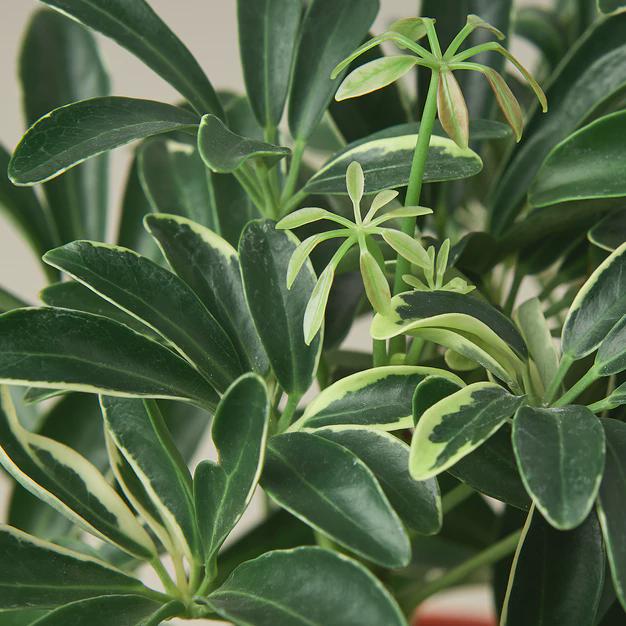 Schefflera Moondrop 'Umbrella Plant' 4" Pot Austin Jungle Co.