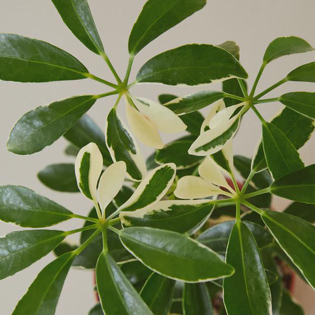 Schefflera Moondrop 'Umbrella Plant' 4" Pot Austin Jungle Co.