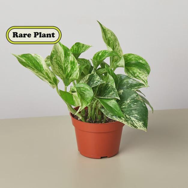 Pothos 'Marble Queen' Indoor Plants 4" Pot Austin Jungle Co.