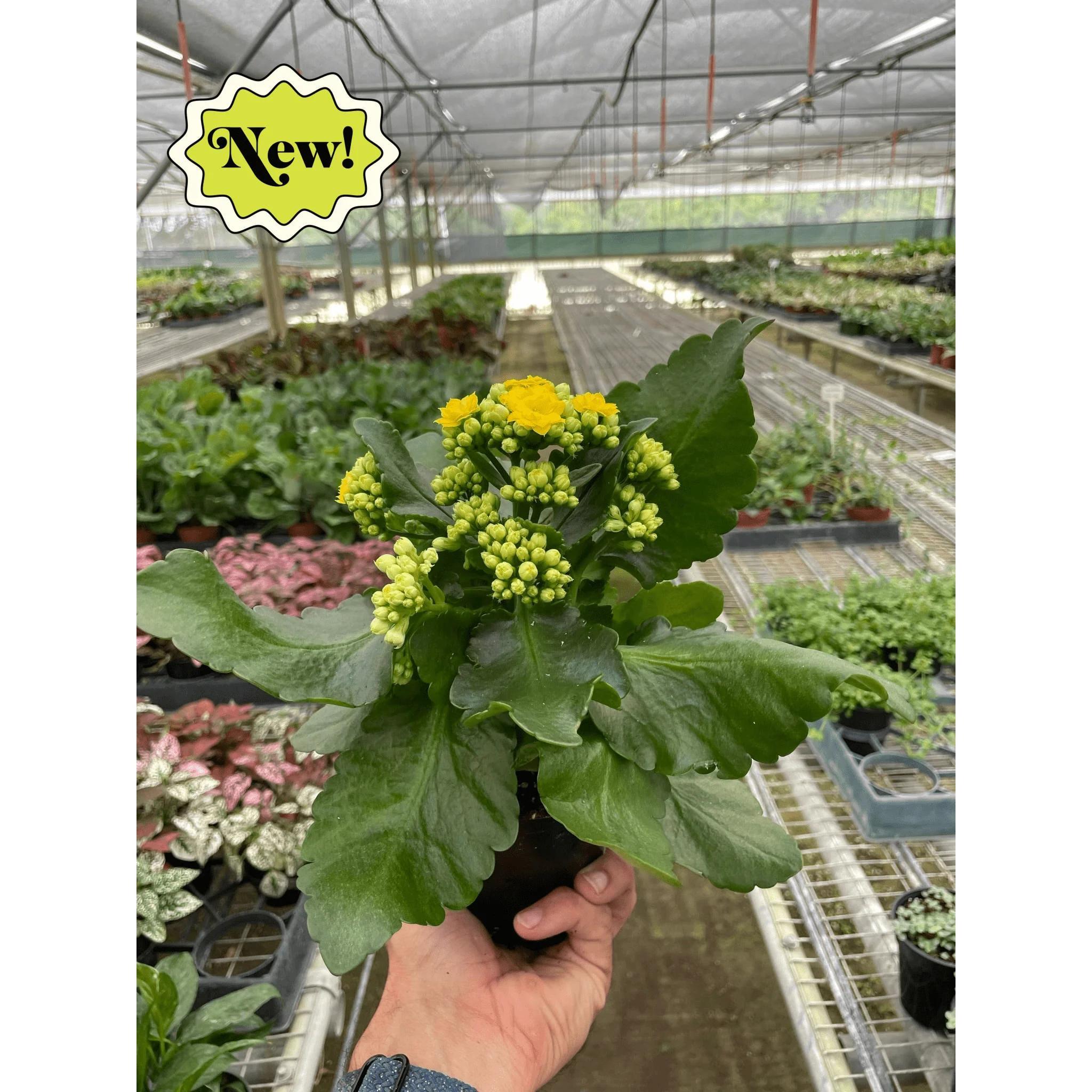 Kalanchoe 'Blossfeldiana' 4" Plant (1pk/$2) ($6 Ship/15oz) 3" Pot / Pink Austin Jungle Co.