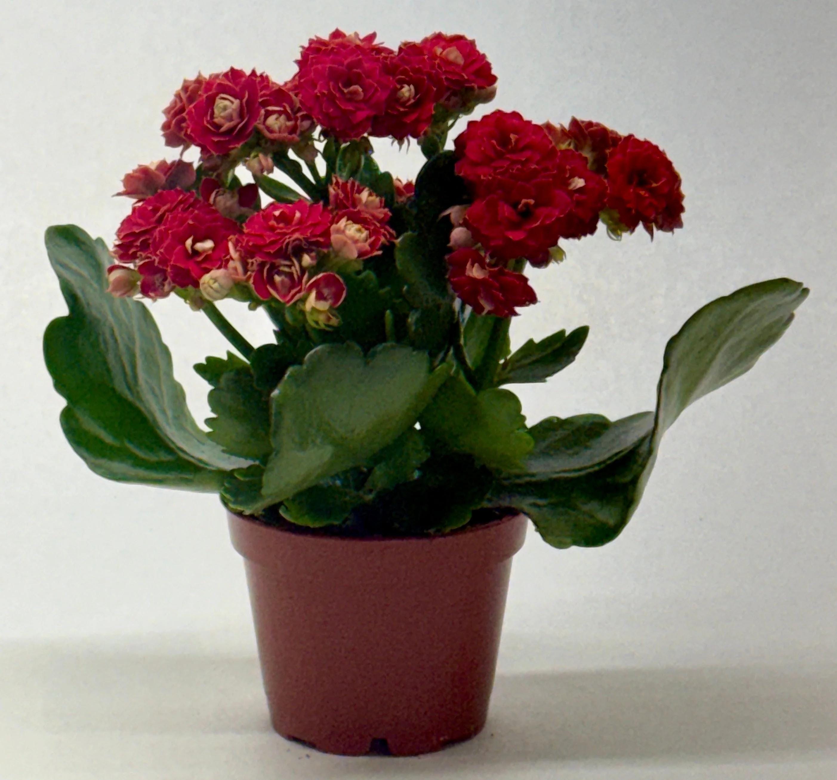 Kalanchoe 'Blossfeldiana' 4" Plant (1pk/$2) ($6 Ship/15oz) 3" Pot / Pink Austin Jungle Co.
