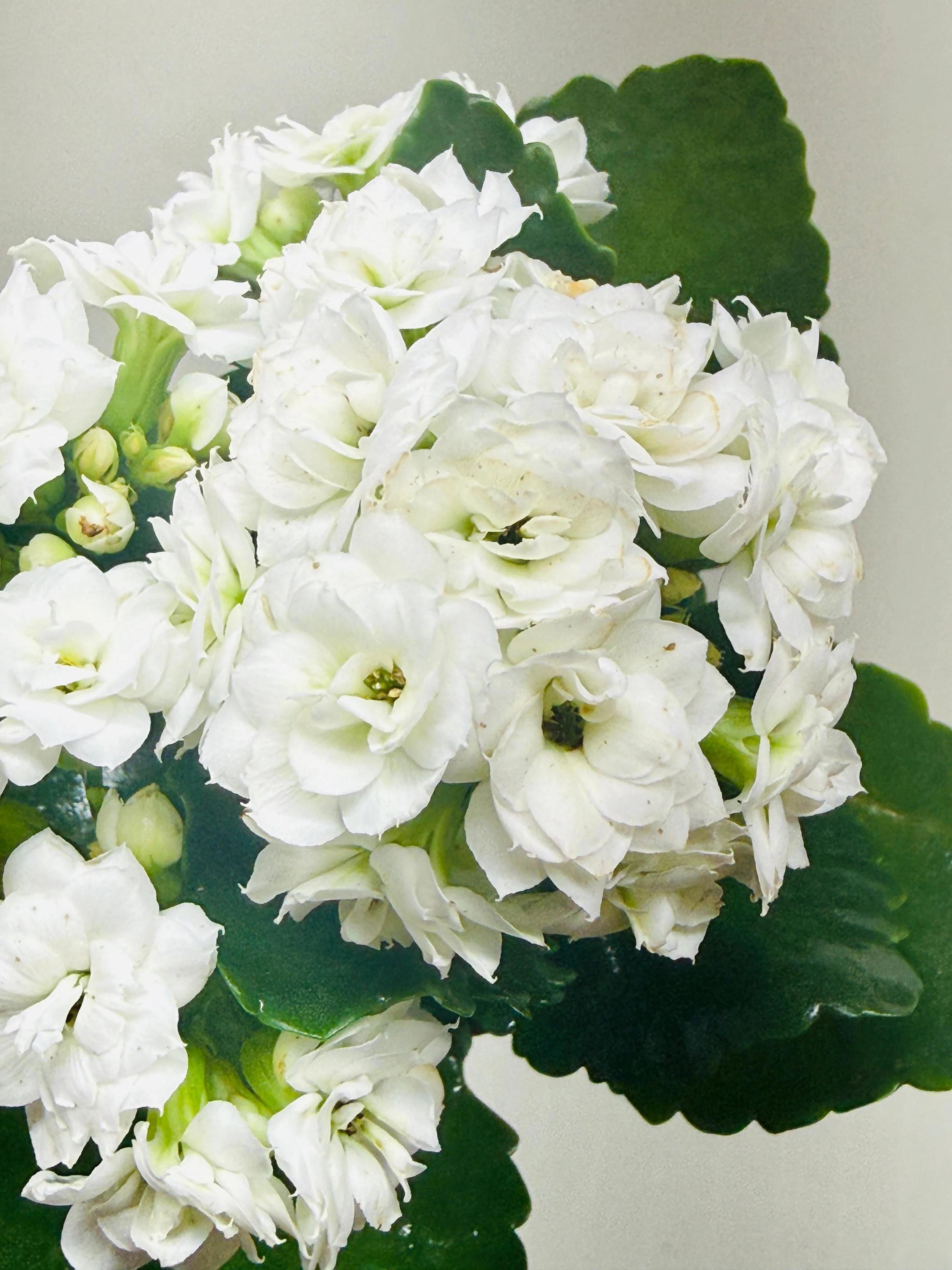 Kalanchoe 'Blossfeldiana' 4" Plant (1pk/$2) ($6 Ship/15oz) 3" Pot / Pink Austin Jungle Co.