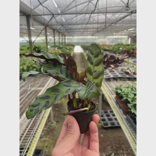 Calathea Lancifolia 'Rattlesnake' Indoor Plants 2" Pot / Nursery Pot Austin Jungle Co.
