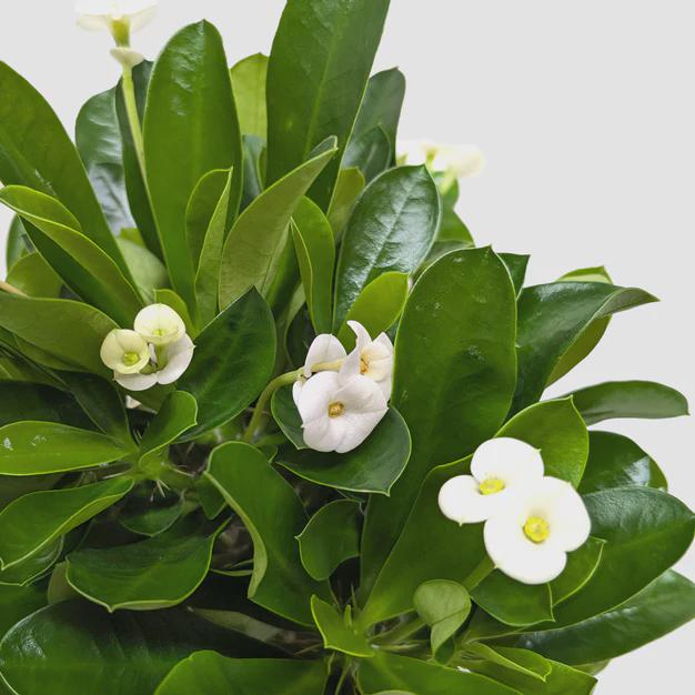 Crown of Thorns 6" Plant (2pk/$4.5) ($15 Ship/63oz) 4" Pot / Pink Austin Jungle Co.