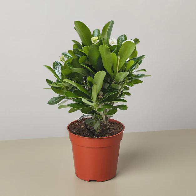 Crown of Thorns 6" Plant (2pk/$4.5) ($15 Ship/63oz) 4" Pot / Pink Austin Jungle Co.
