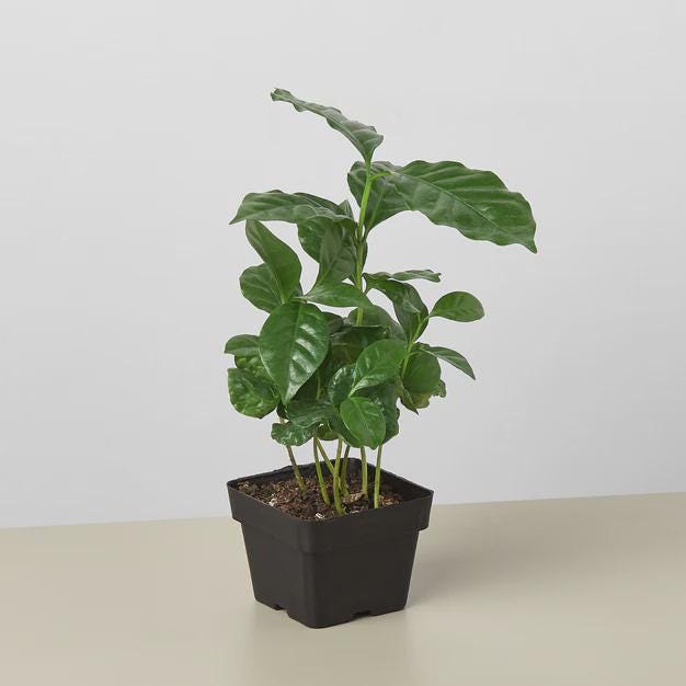 Arabica Coffee Indoor Plants 3" Pot / Nursery Pot Austin Jungle Co.