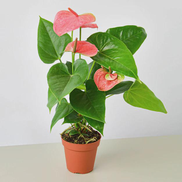 Anthurium 'Pink' Indoor Plants 4" Pot Austin Jungle Co.