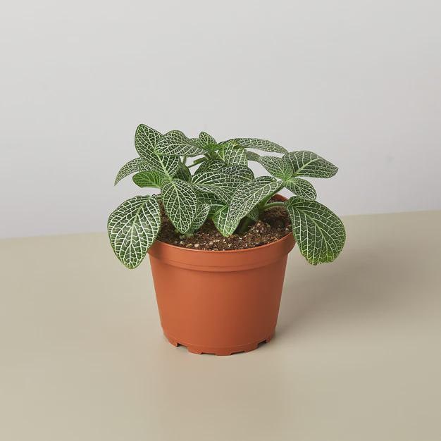 Fittonia 'White Nerve Plant' 4" Plant (1pk/$2) ($6 Ship/15oz) 3" Pot Austin Jungle Co.