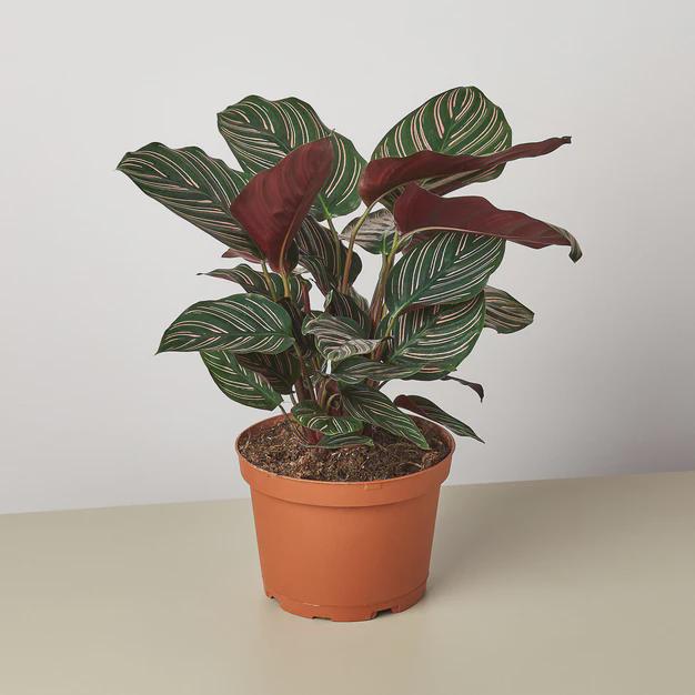 Calathea 'Ornata' Indoor Plants 4" Pot Austin Jungle Co.