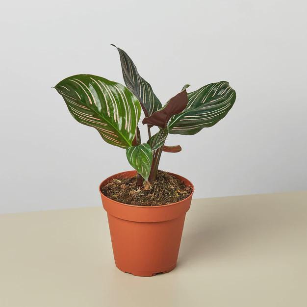 Calathea 'Ornata' Indoor Plants 4" Pot Austin Jungle Co.