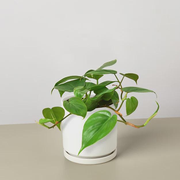 Philodendron Cordatum Heartleaf Indoor Plants 3" Pot / Nursery Pot Austin Jungle Co.