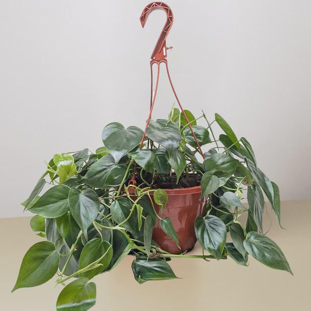Philodendron Cordatum Heartleaf