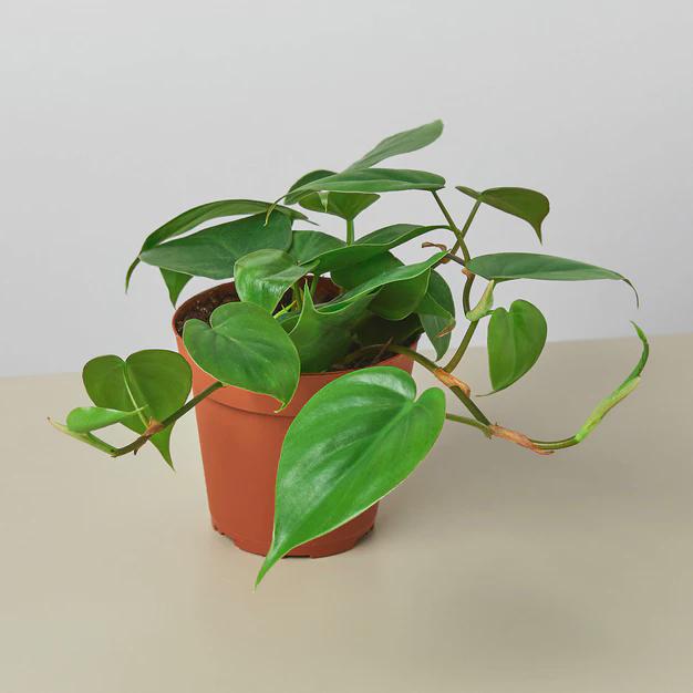 Philodendron Cordatum Heartleaf Indoor Plants 4" Pot / Nursery Pot Austin Jungle Co.