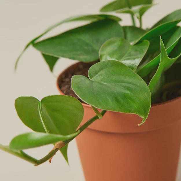 Philodendron Cordatum Heartleaf Indoor Plants 3" Pot / Nursery Pot Austin Jungle Co.