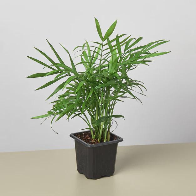 Parlor Palm Indoor Plants 3" Pot / Nursery Pot Austin Jungle Co.