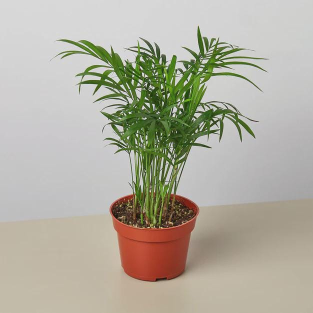 Parlor Palm Indoor Plants 4" Pot / Nursery Pot Austin Jungle Co.