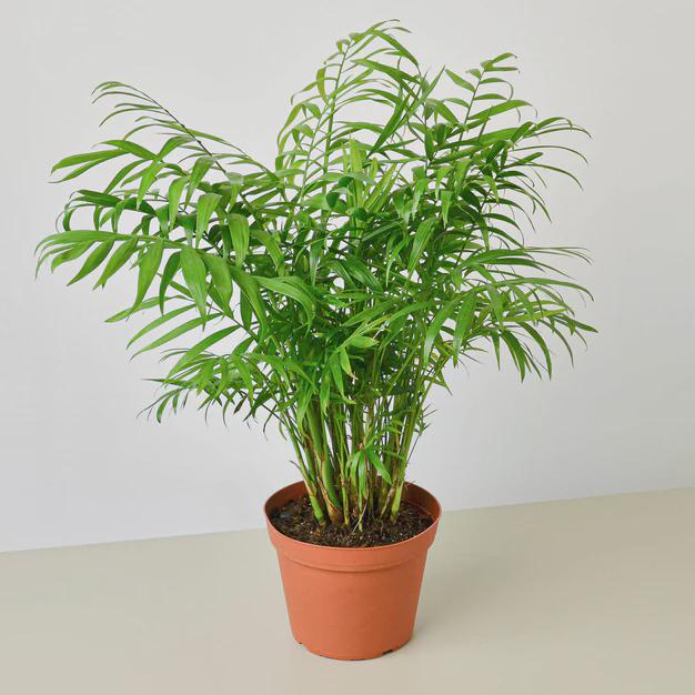 Parlor Palm Indoor Plants 6" Pot / Nursery Pot Austin Jungle Co.