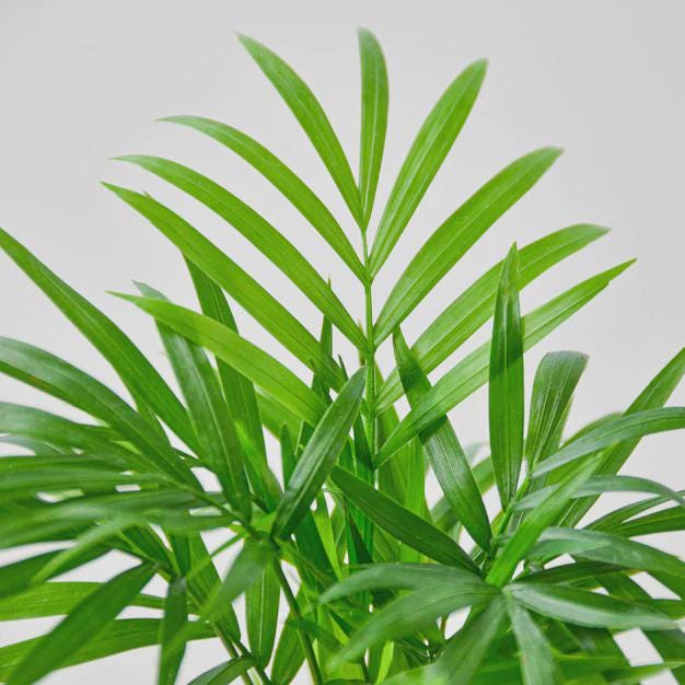 Parlor Palm Indoor Plants 3" Pot / Nursery Pot Austin Jungle Co.