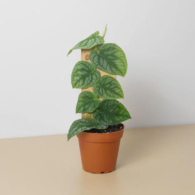 Monstera 'Dubia' (Shingle Plant) Indoor Plants 4" Pot / Nursery Pot Austin Jungle Co.