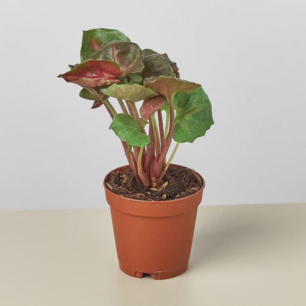 Syngonium Merry 4" Plant 3" Pot Austin Jungle Co.