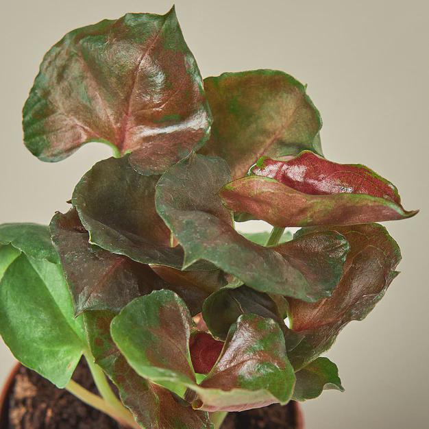 Syngonium Merry 4" Plant 3" Pot Austin Jungle Co.